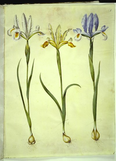 Iris xiphium (iris spagnolo) o Iris latifolia (iris inglese); Iris xiphium (iris spagnolo) da Hans Simon Holtzbecker