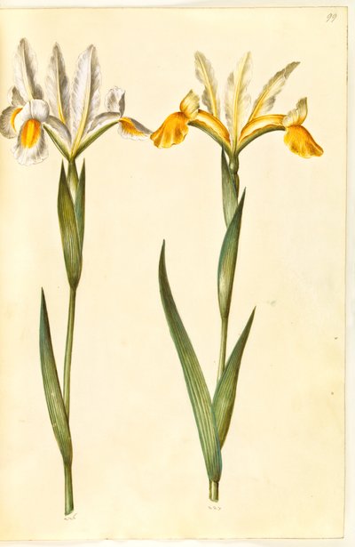 Iris xiphium, forse Iris latifolia (iris spagnolo o iris inglese) da Hans Simon Holtzbecker