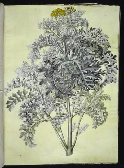 Jacobaea maritima (cinerea) da Hans Simon Holtzbecker