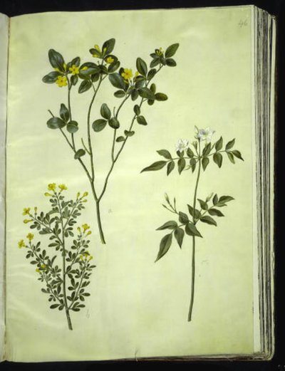 Jasminum odoratissimum (gelsomino da interno); Jasminum fruticans (gelsomino arbustivo); Jasminum grandiflorum (gelsomino profumato) da Hans Simon Holtzbecker