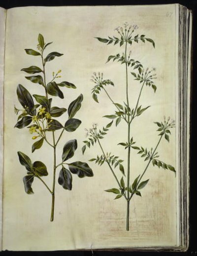 Jasminum odoratissimum (gelsomino profumato); Jasminum officinale (gelsomino comune) da Hans Simon Holtzbecker