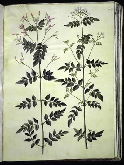 Jasminum officinale (gelsomino comune) da Hans Simon Holtzbecker