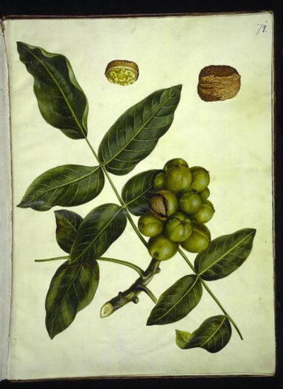 Juglans regia (noce comune) da Hans Simon Holtzbecker
