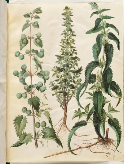 Kksgb2950/65 Urtica pilulifera (ortica romana); Urtica urens (piccola ortica); Urtica dioica (grande ortica) da Hans Simon Holtzbecker