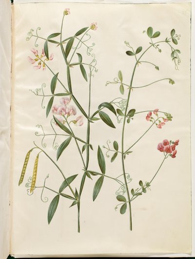 Lathyrus sylvestris; Lathyrus tuberosus da Hans Simon Holtzbecker