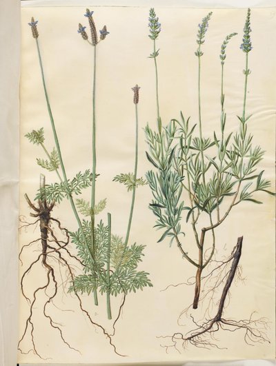Lavandula multifida; Lavandula angustifolia da Hans Simon Holtzbecker