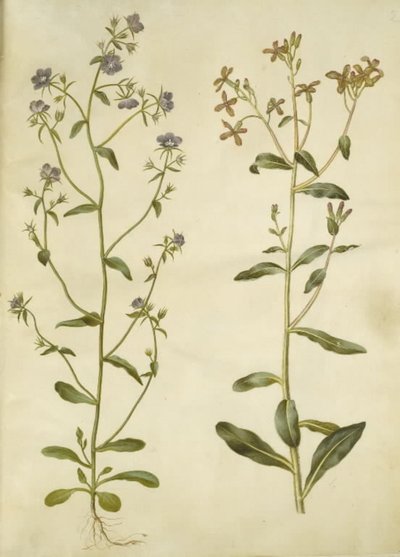 Legousia speculum-veneris (specchio di Venere); Hesperis tristis (violaciocca triste) da Hans Simon Holtzbecker