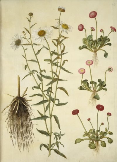 Leucanthemum vulgare (margherita comune); Bellis perennis (pratolina comune) da Hans Simon Holtzbecker