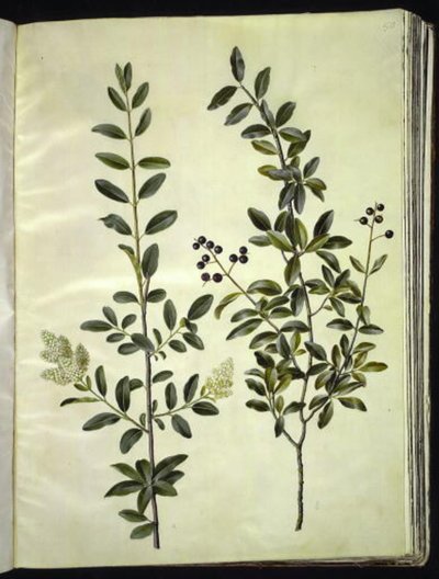 Ligustrum vulgare (ligustro comune) da Hans Simon Holtzbecker