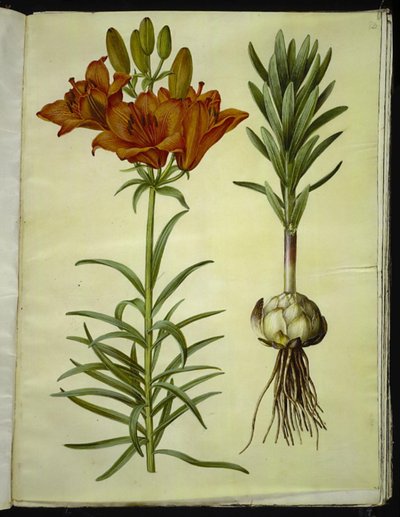 Lilium bulbiferum (giglio di fuoco) da Hans Simon Holtzbecker