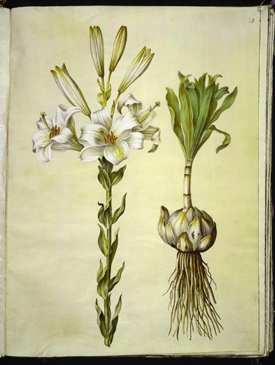 Lilium candidum (giglio della Madonna) da Hans Simon Holtzbecker