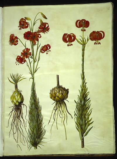 Lilium chalcedonicum (giglio turco rosso) da Hans Simon Holtzbecker
