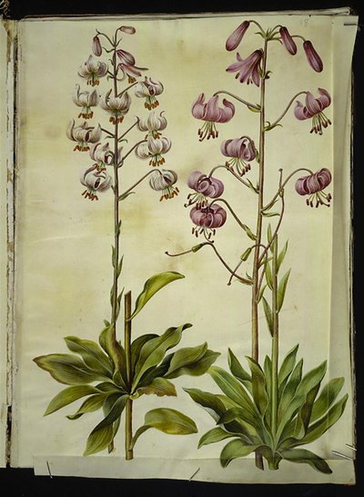 Lilium martagon (giglio martagone) da Hans Simon Holtzbecker