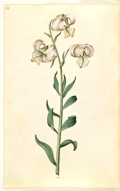 Lilium martagon da Hans Simon Holtzbecker