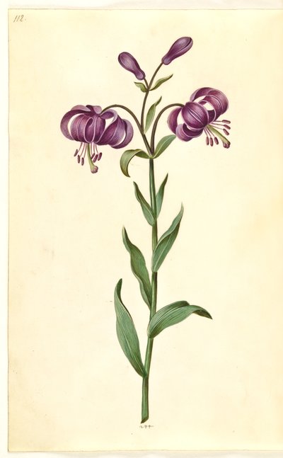 Lilium martagon da Hans Simon Holtzbecker