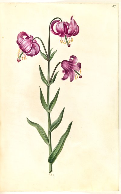 Lilium martagon da Hans Simon Holtzbecker