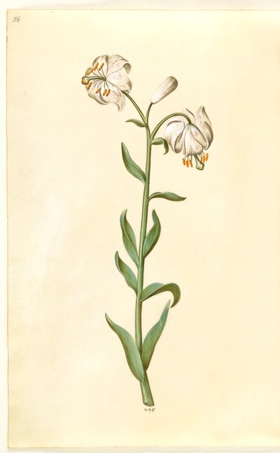Lilium martagon da Hans Simon Holtzbecker