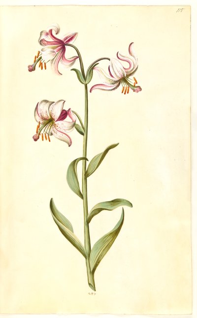 Lilium martagon (giglio martagone) da Hans Simon Holtzbecker
