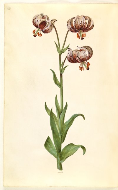 Lilium martagon (giglio martagone) da Hans Simon Holtzbecker