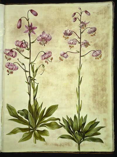 Lilium martagon da Hans Simon Holtzbecker