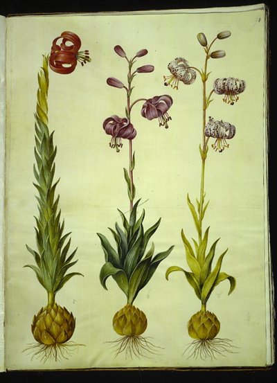 Lilium pomponium (giglio pompon); Lilium martagon (giglio martagone) da Hans Simon Holtzbecker