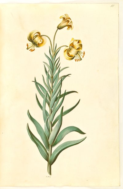 Lilium pyrenaicum (giglio pirenaico) da Hans Simon Holtzbecker