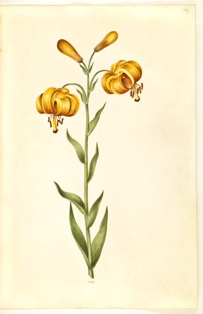 Lilium pyrenaicum (giglio dei Pirenei) da Hans Simon Holtzbecker