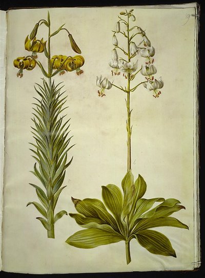 Lilium pyrenaicum (giglio dei Pirenei); Lilium martagon (giglio martagone) da Hans Simon Holtzbecker