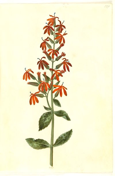 Lobelia cardinalis (lobelia cardinale) da Hans Simon Holtzbecker