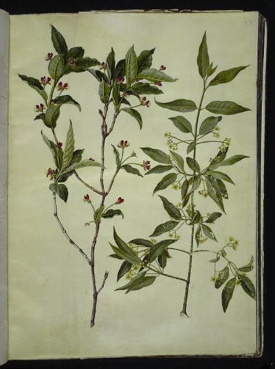 Lonicera alpigena; Euonymus europaeus da Hans Simon Holtzbecker