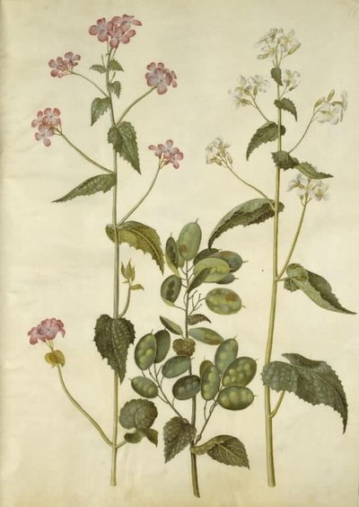Lunaria annua (monete di Giuda) da Hans Simon Holtzbecker