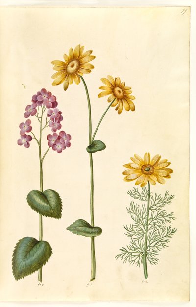 Lunaria annua (monete di Giuda); Doronicum pardalianches (doronico a foglie cuoriformi); Adonis vernalis (adonide di primavera) da Hans Simon Holtzbecker