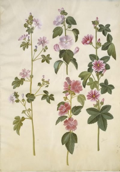 Malva sylvestris (malva comune); Lavatera thuringiaca (lavatera tedesca) da Hans Simon Holtzbecker