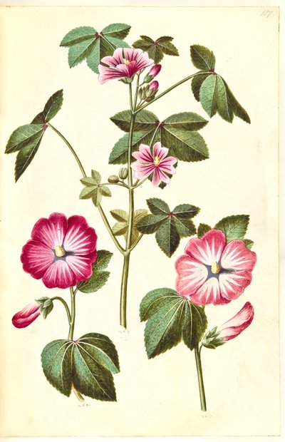 Malva sylvestris; Lavatera trimestris da Hans Simon Holtzbecker