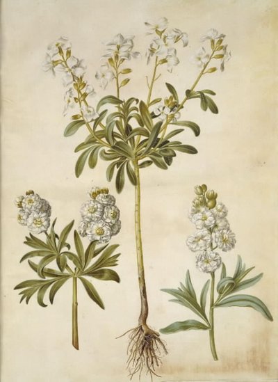 Matthiola incana (levkoi invernale) da Hans Simon Holtzbecker