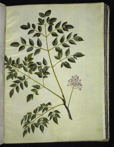 Melia azedarach (albero paternoster) da Hans Simon Holtzbecker