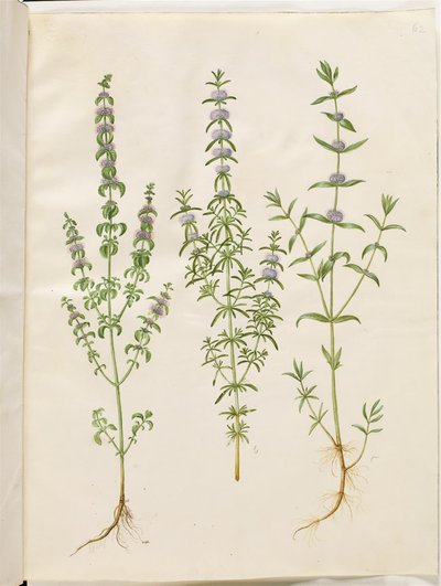 Mentha pulegium (menta poleggio); Mentha cervina (menta cervina); Mentha (specie di menta) da Hans Simon Holtzbecker