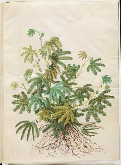 Mimosa polydactyla (mimosa a molte dita) da Hans Simon Holtzbecker
