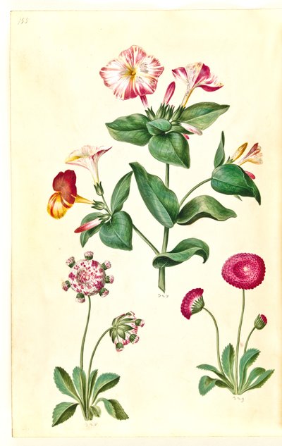 Mirabilis jalapa (bella di notte); Bellis perennis (margherita comune) da Hans Simon Holtzbecker