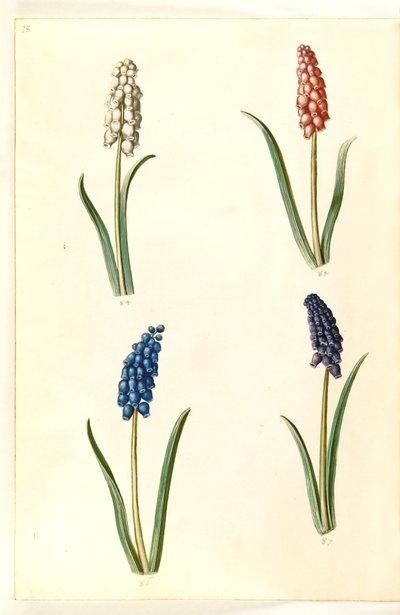 Muscari botryoides (giacinto a grappolo) da Hans Simon Holtzbecker
