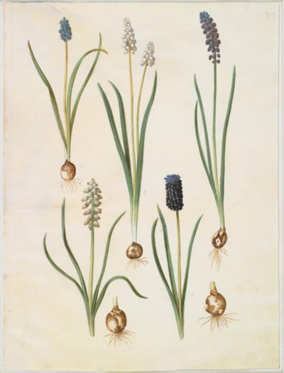 Muscari botryoides (giacinto a grappolo comune); Muscari racemosum (giacinto a grappolo muschiato); Muscari neglectum da Hans Simon Holtzbecker