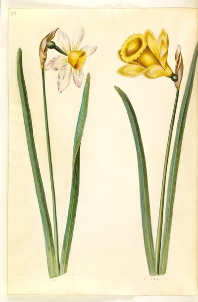 Narcissus ×incomparabilis (narciso da giardino); Narcissus pseudonarcissus (narciso selvatico) da Hans Simon Holtzbecker