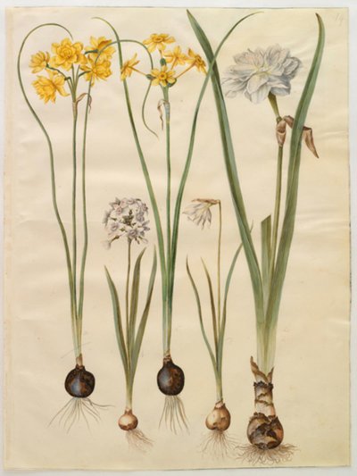 Narcissus jonquilla; Narcissus tazetta; Narcissus pseudonarcissus moschatus; Narcissus poeticus da Hans Simon Holtzbecker