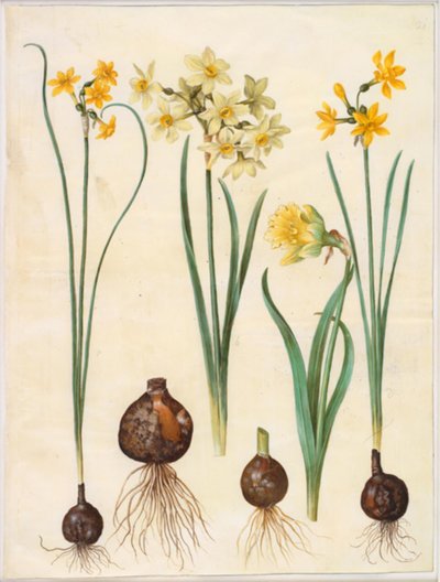 Narcissus jonquilla; Narcissus tazetta aureus; Narcissus pseudonarcissus bicolor da Hans Simon Holtzbecker