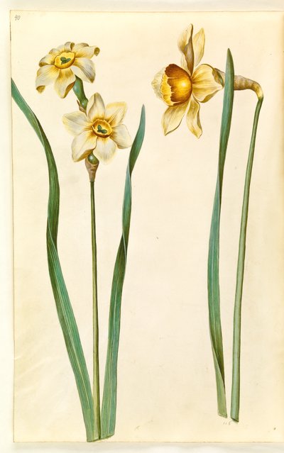 Narcissus ×medioluteus; Narcissus ×incomparabilis da Hans Simon Holtzbecker