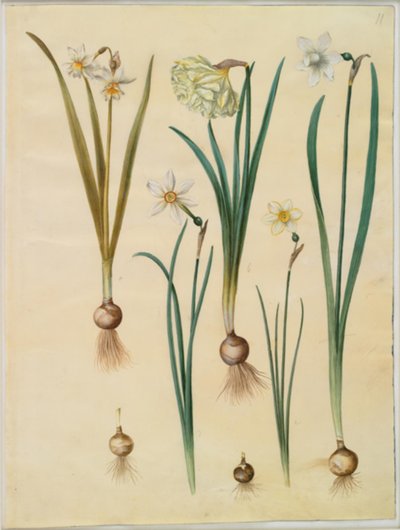Narcissus ×medioluteus (narciso a due fiori); Narcissus pseudonarcissus; Narcissus (narciso); Narcissus poeticus (narciso dei poeti); Narcissus ×tenuior da Hans Simon Holtzbecker