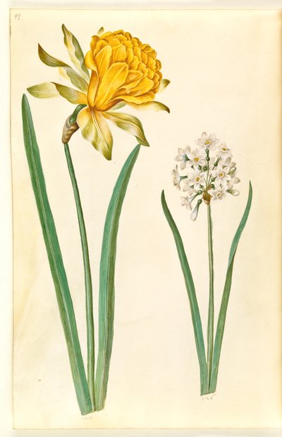 Narcissus pseudonarcissus; Narcissus tazetta da Hans Simon Holtzbecker