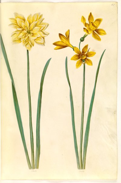 Narcissus pseudonarcissus (narciso); Narcissus tazetta aureus (narciso dorato) da Hans Simon Holtzbecker