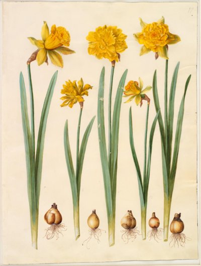 Narcissus pseudonarcissus da Hans Simon Holtzbecker