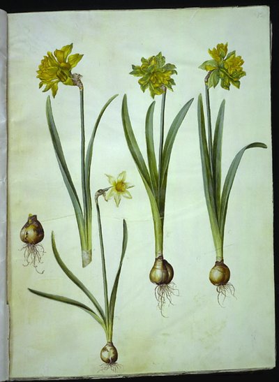 Narcissus pseudonarcissus; Narcissus × incomparabilis da Hans Simon Holtzbecker